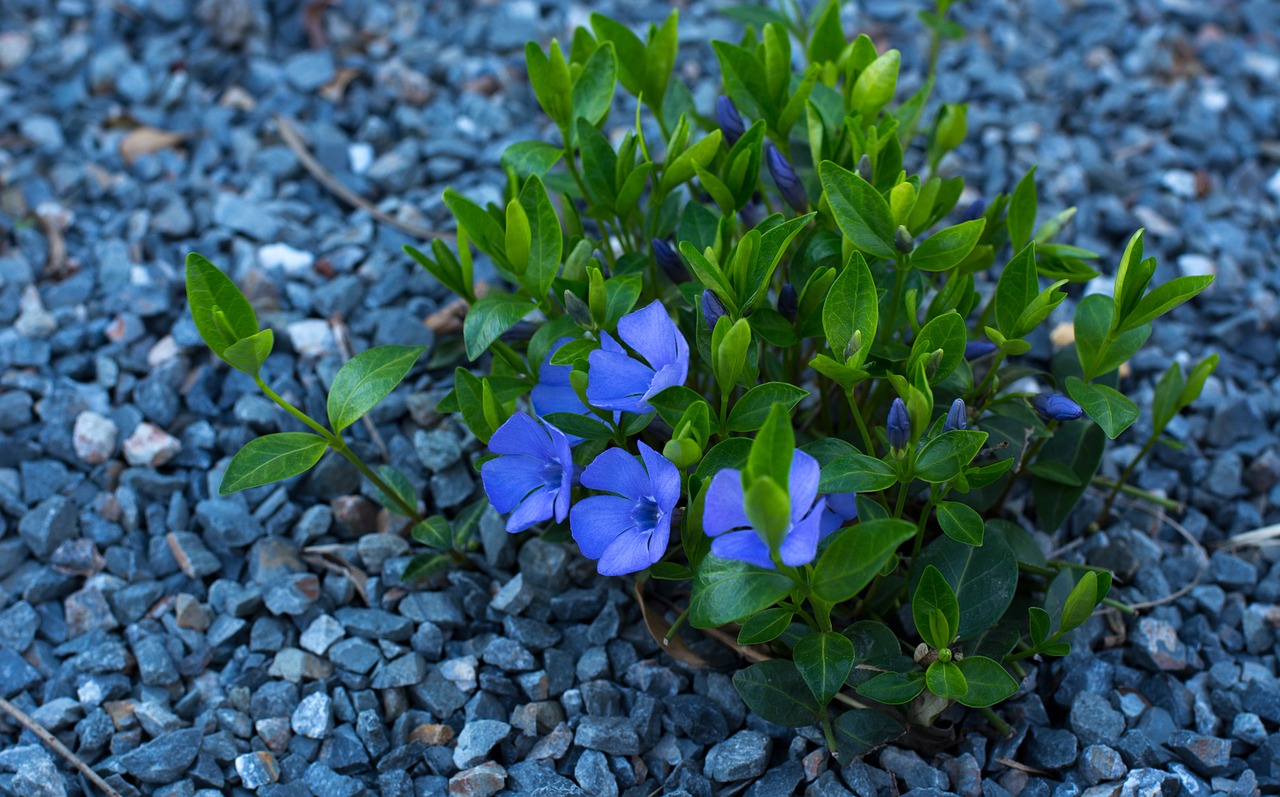 Image - flower rocks plant blossom blue