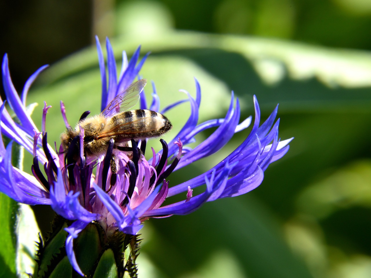 Image - bee cornflower close flower insect