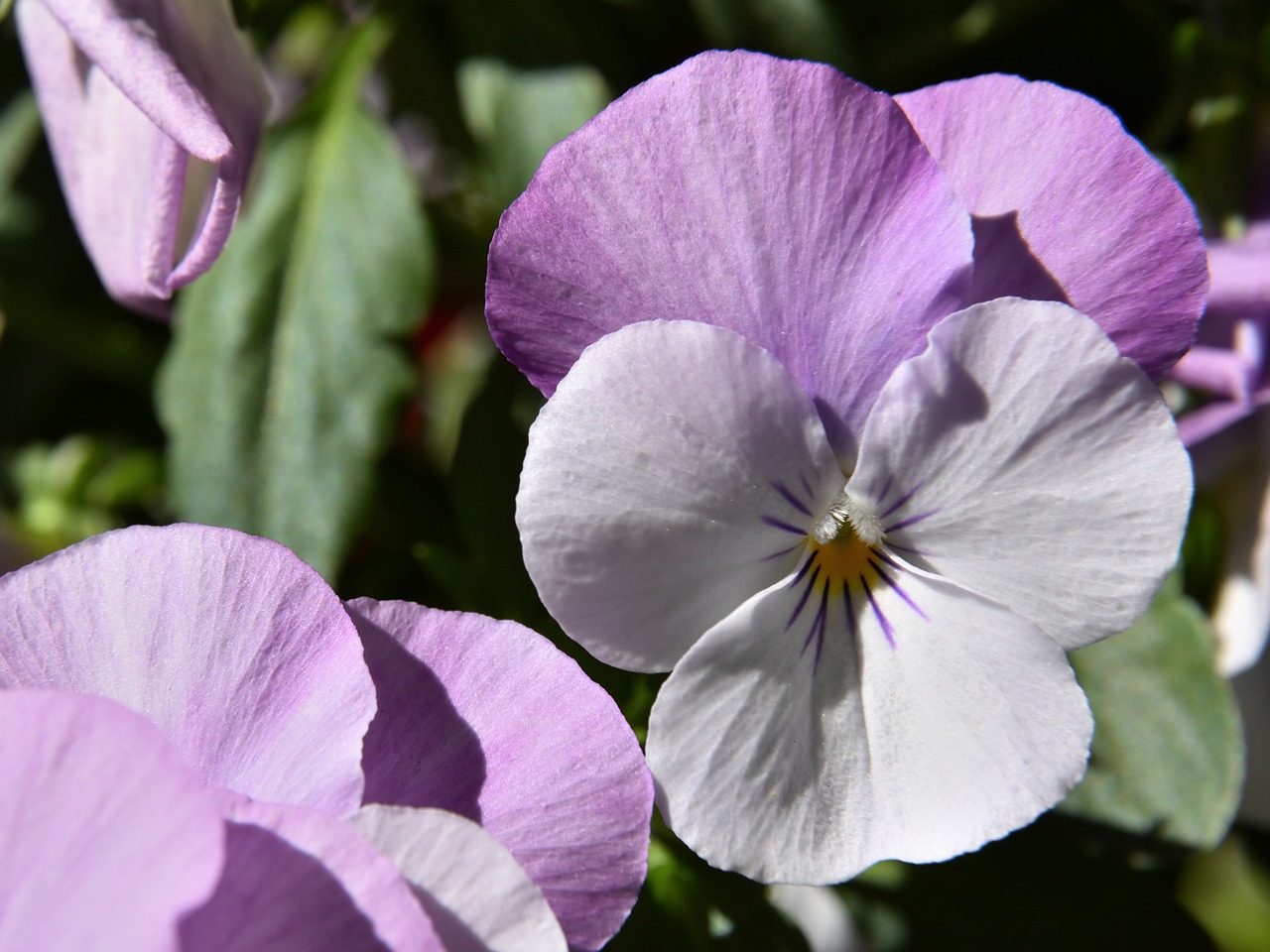 Image - pansy flower blossom bloom close