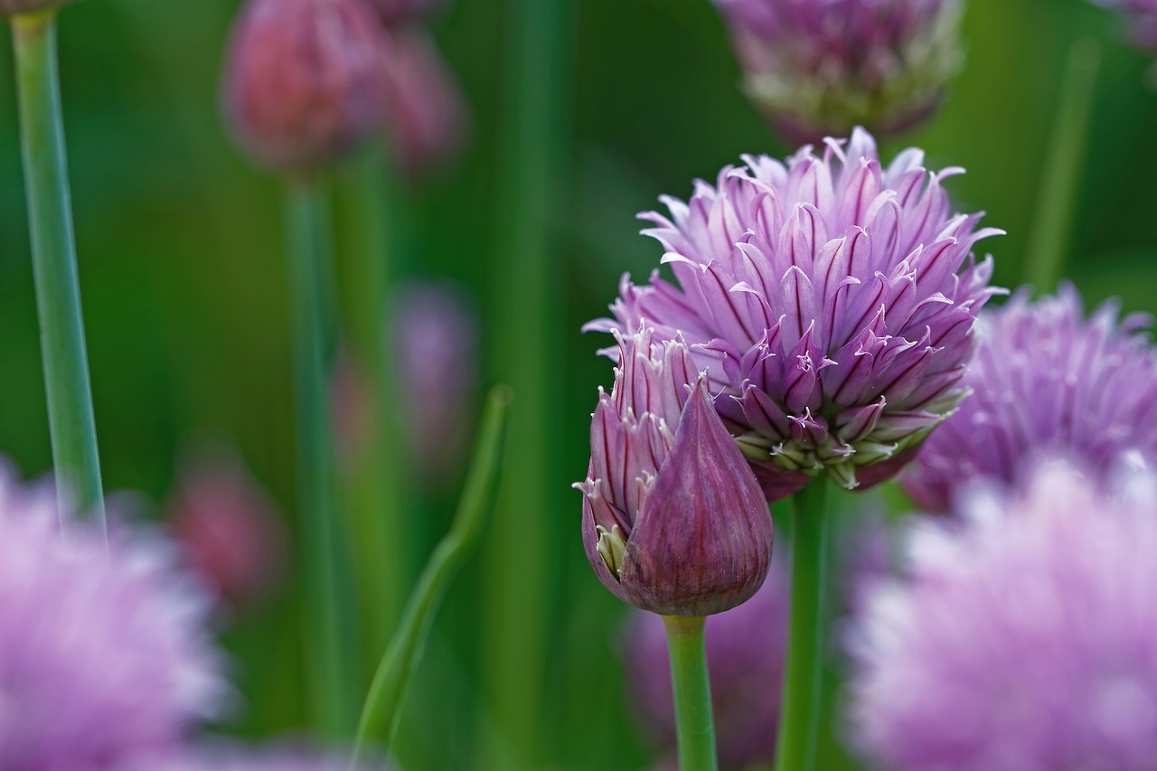 Image - chives allium schoenoprasum