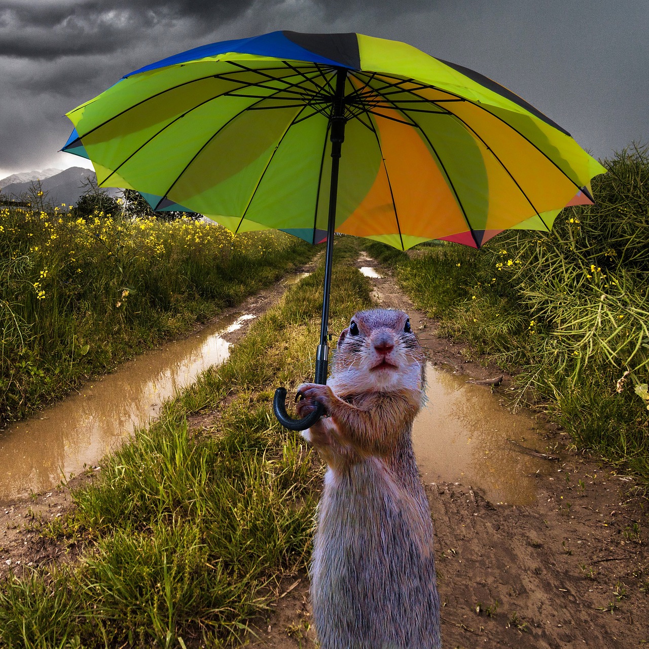 Image - animals umbrella composing rain