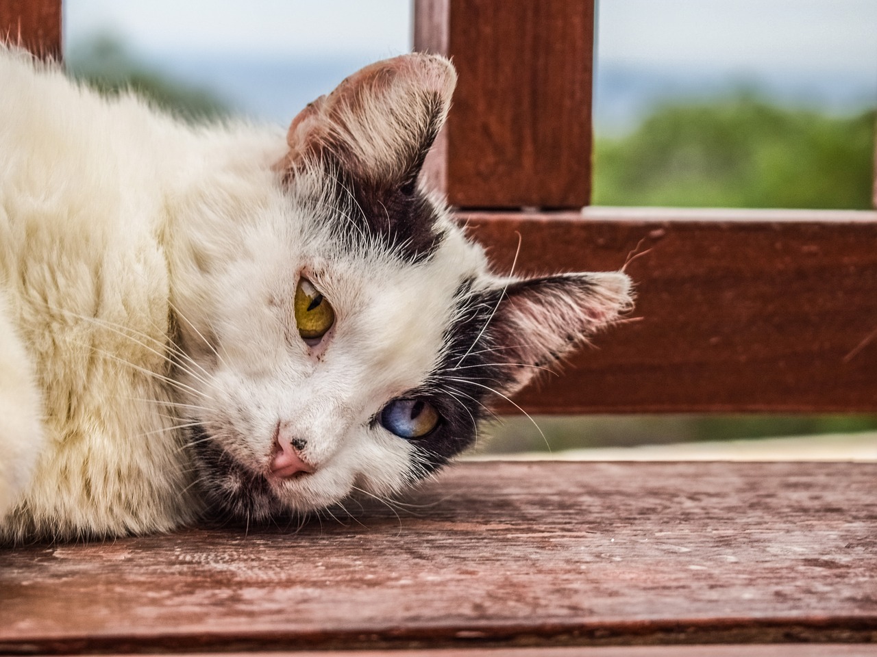 Image - cat stray looking eyes strange