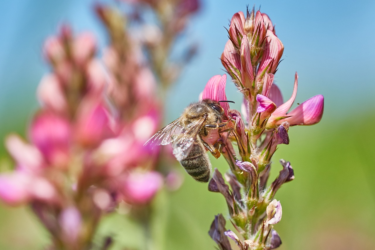 Image - bee flower field summer insect