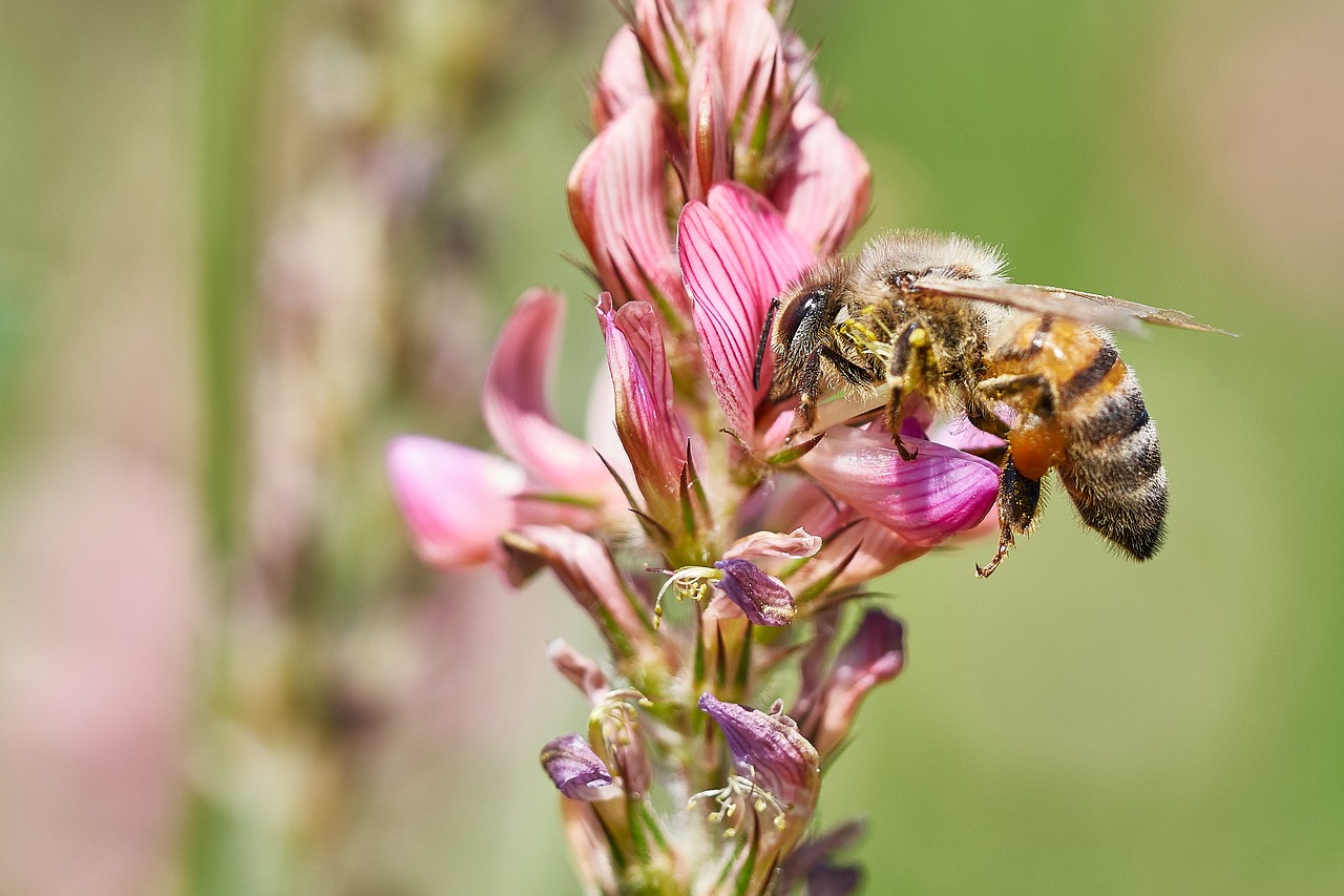 Image - bee flower field summer insect