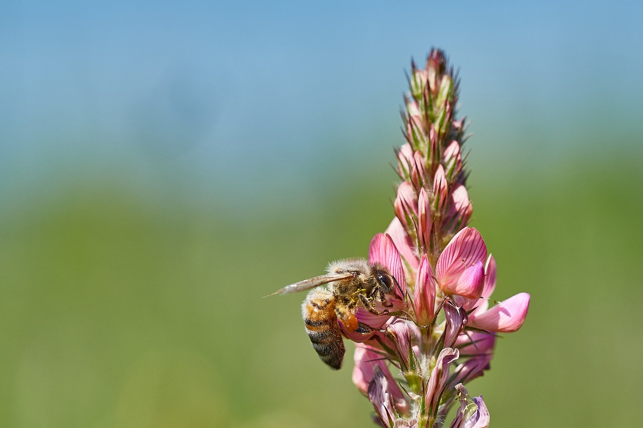 Image - bee flower field summer insect