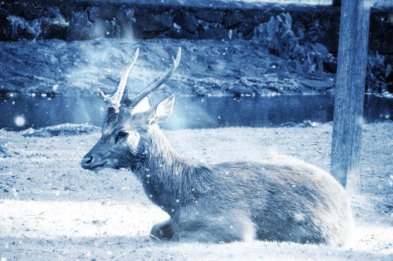 Image - deer animal snow art vintage