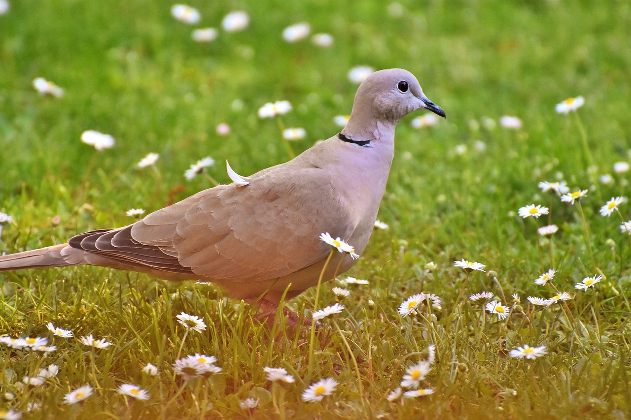 Image - dove collared bird feather plumage