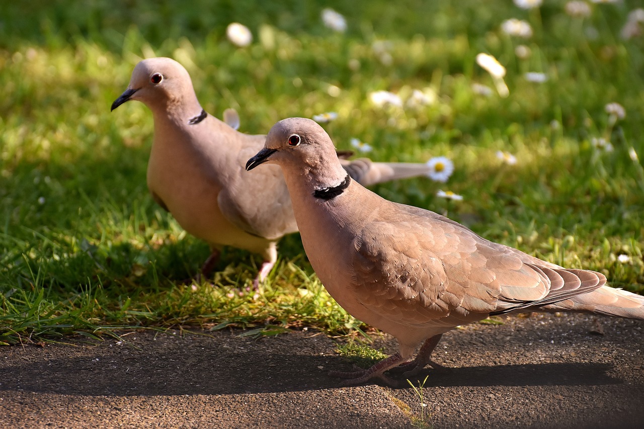 Image - pigeons collared birds feather