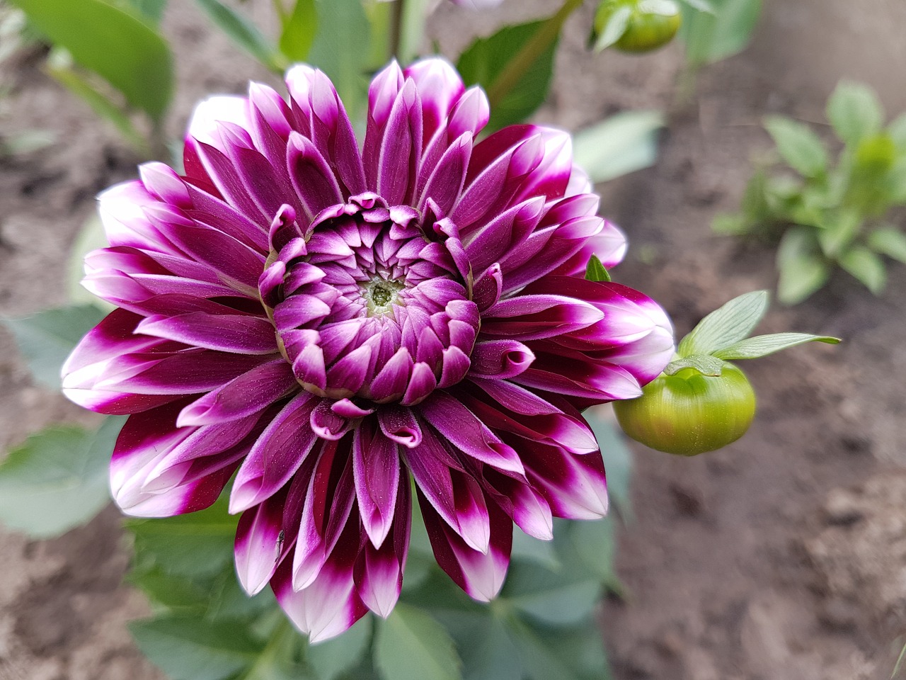 Image - flowers spring dalia dahlias