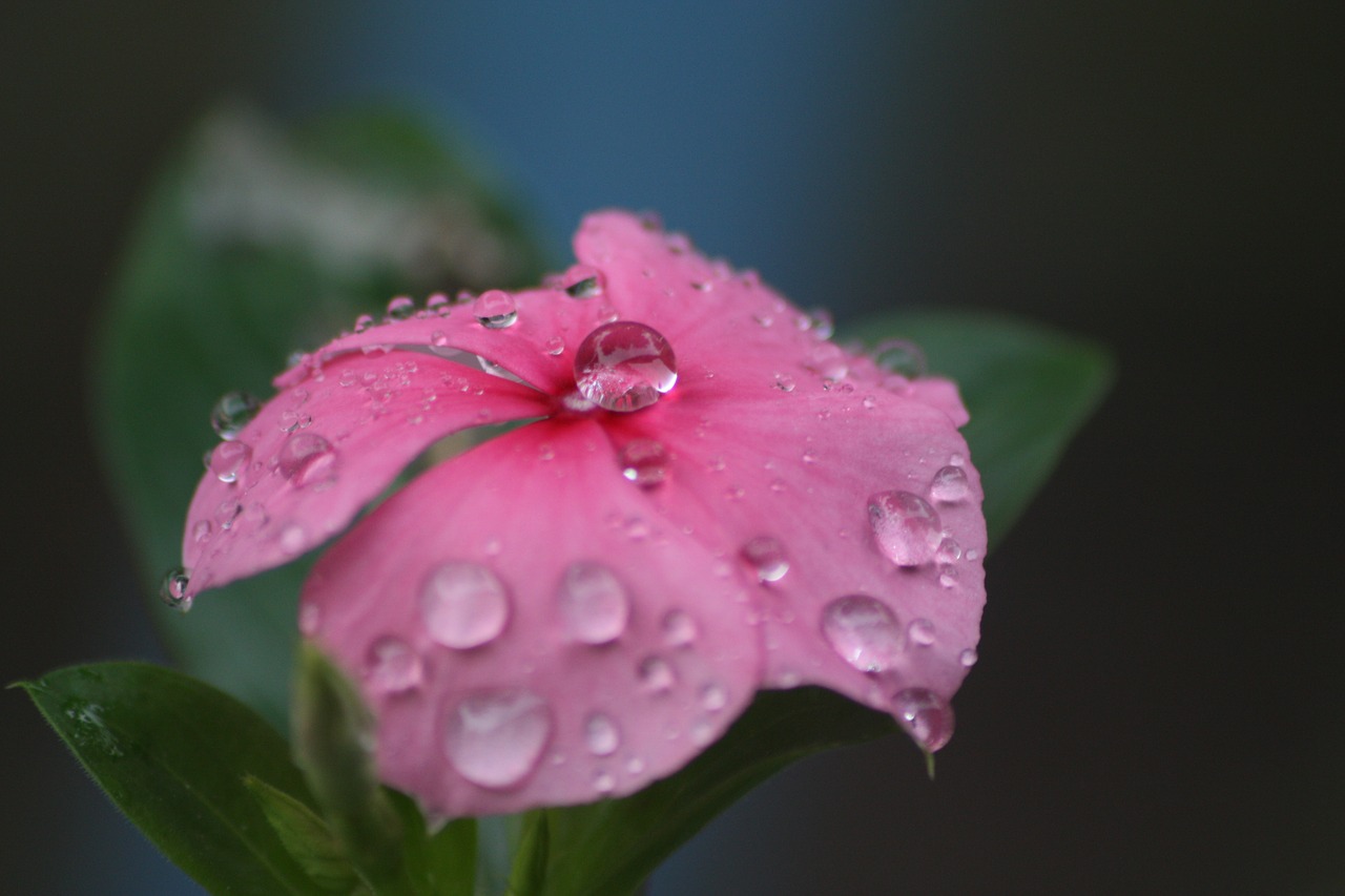 Image - drop flowers rain nature petal