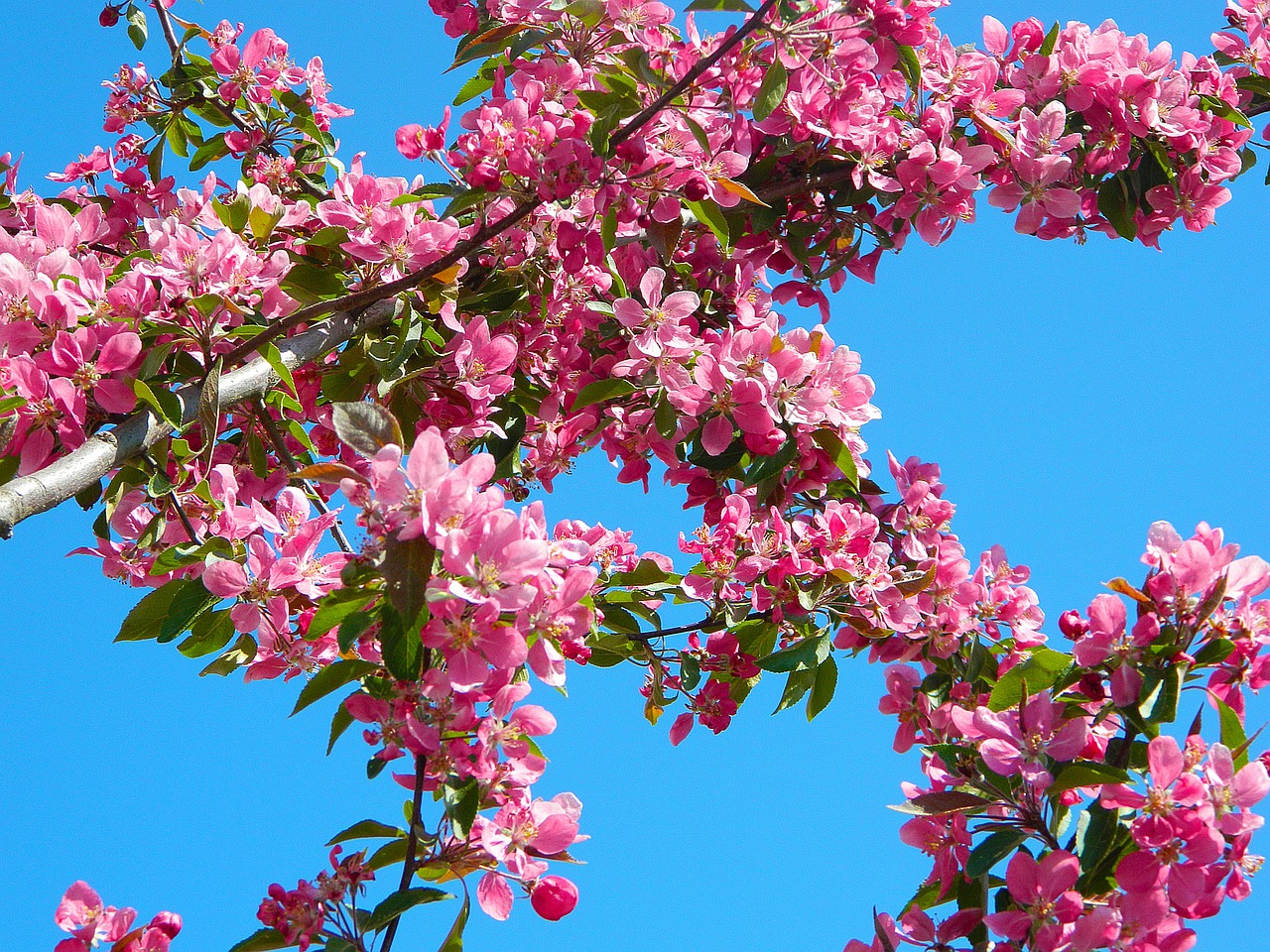 Image - tree nature sky blue sky branches