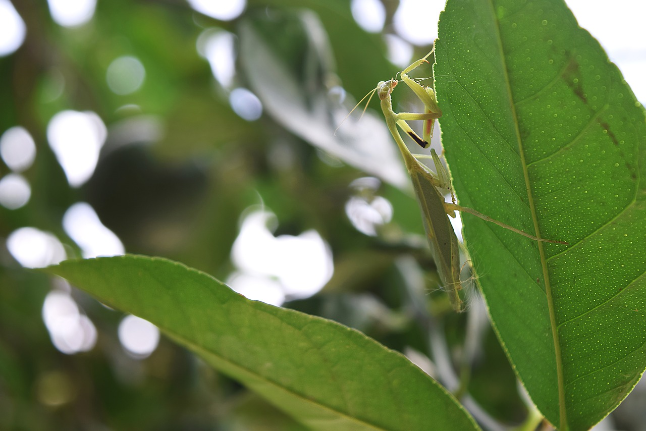 Image - mantis insects leaf nature