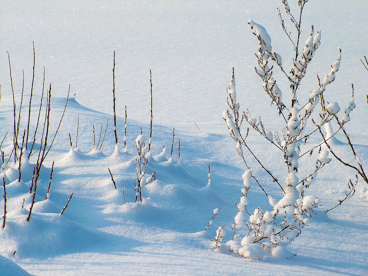 Image - winter frost snow plants