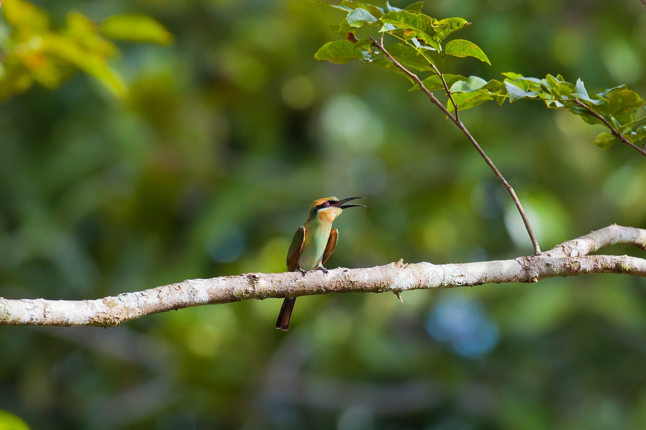 Image - bird bee dome halmahera islands