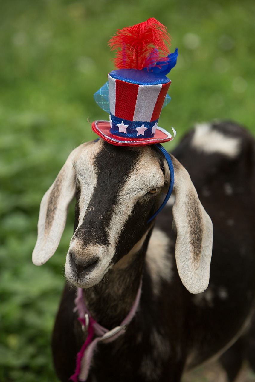 Image - patriotic goat blue red star