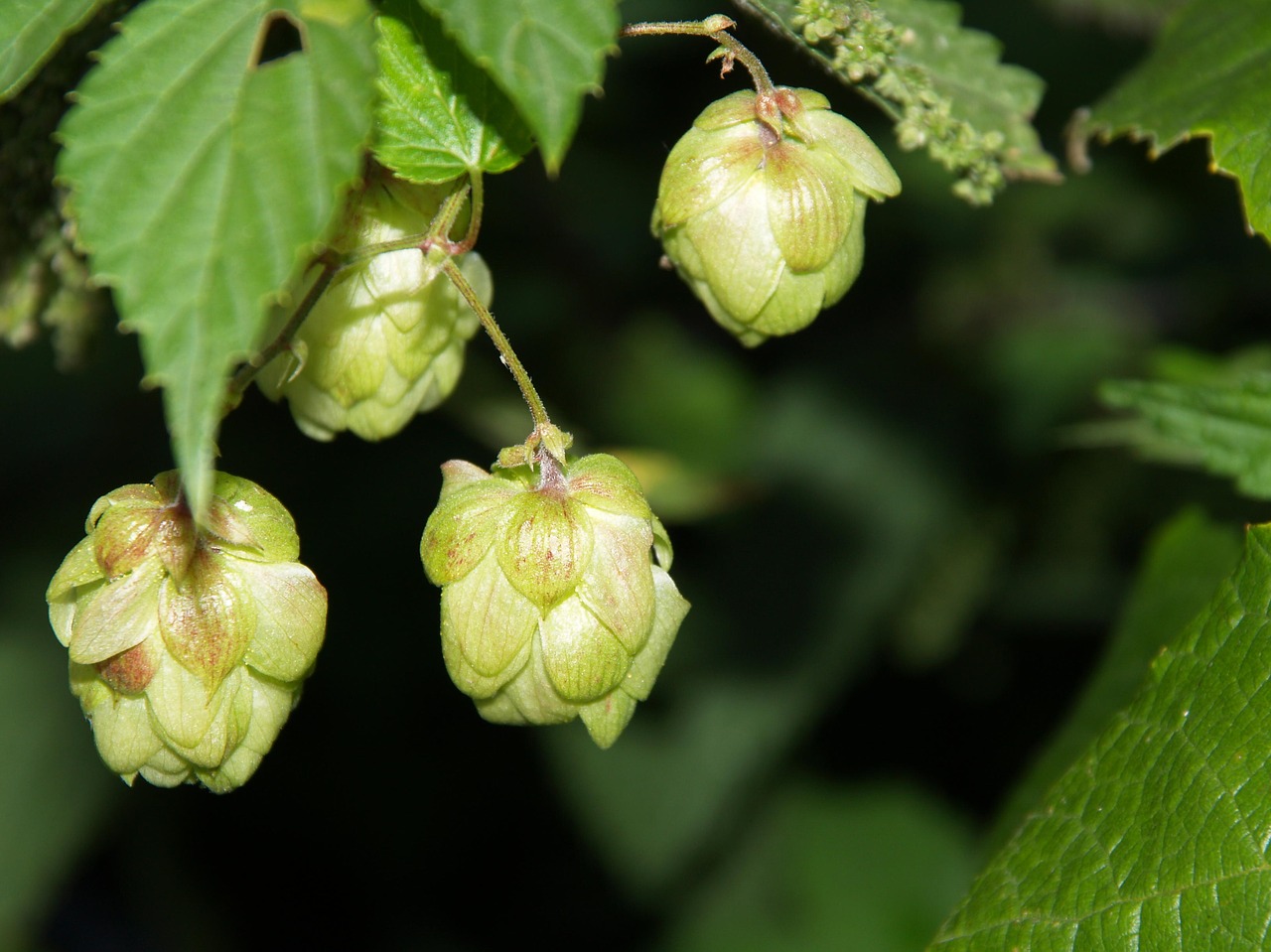 Image - hop hop cones garden summer plant