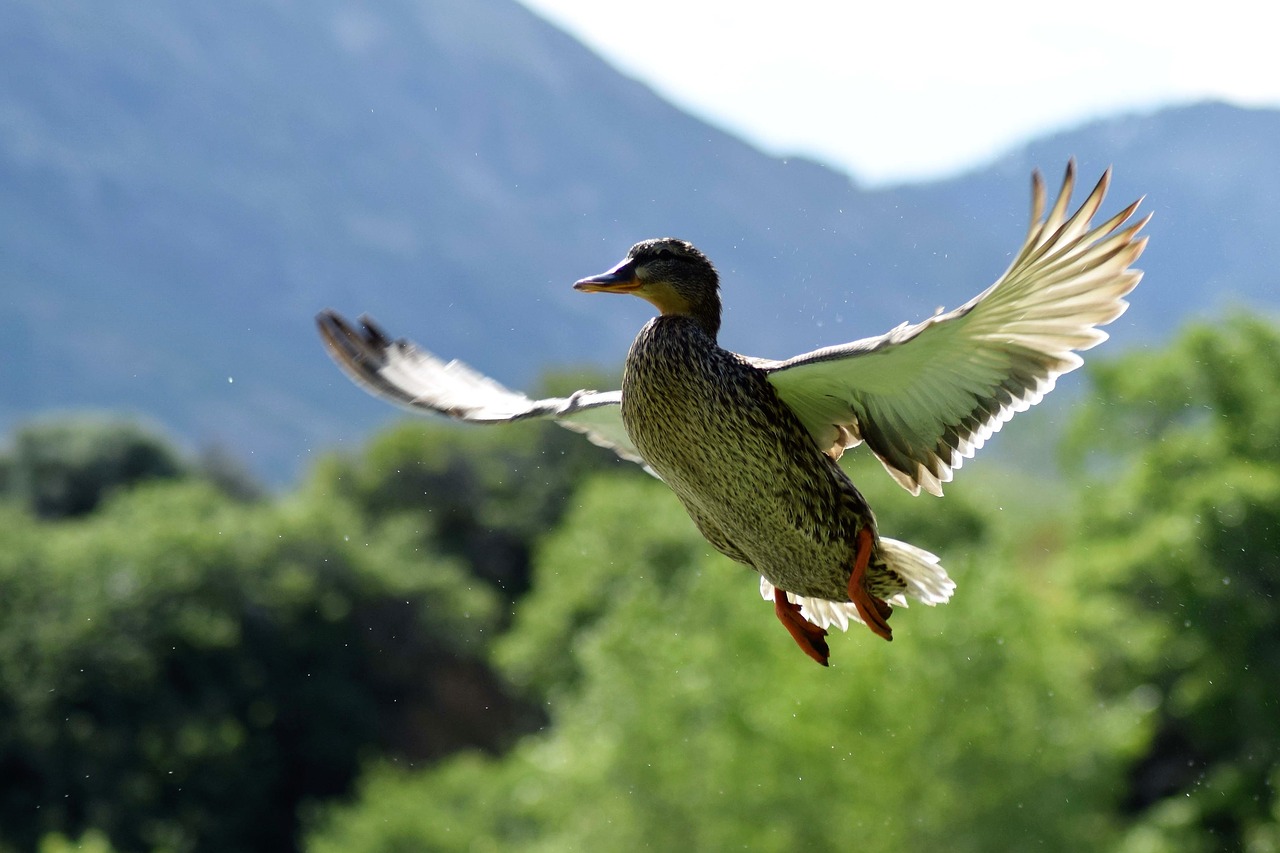 Image - duck park bird wildlife landscape