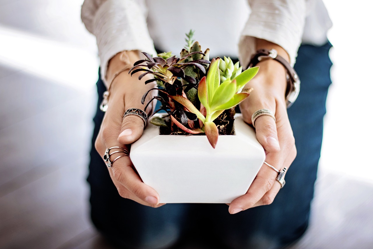 Image - succulents hands woman female