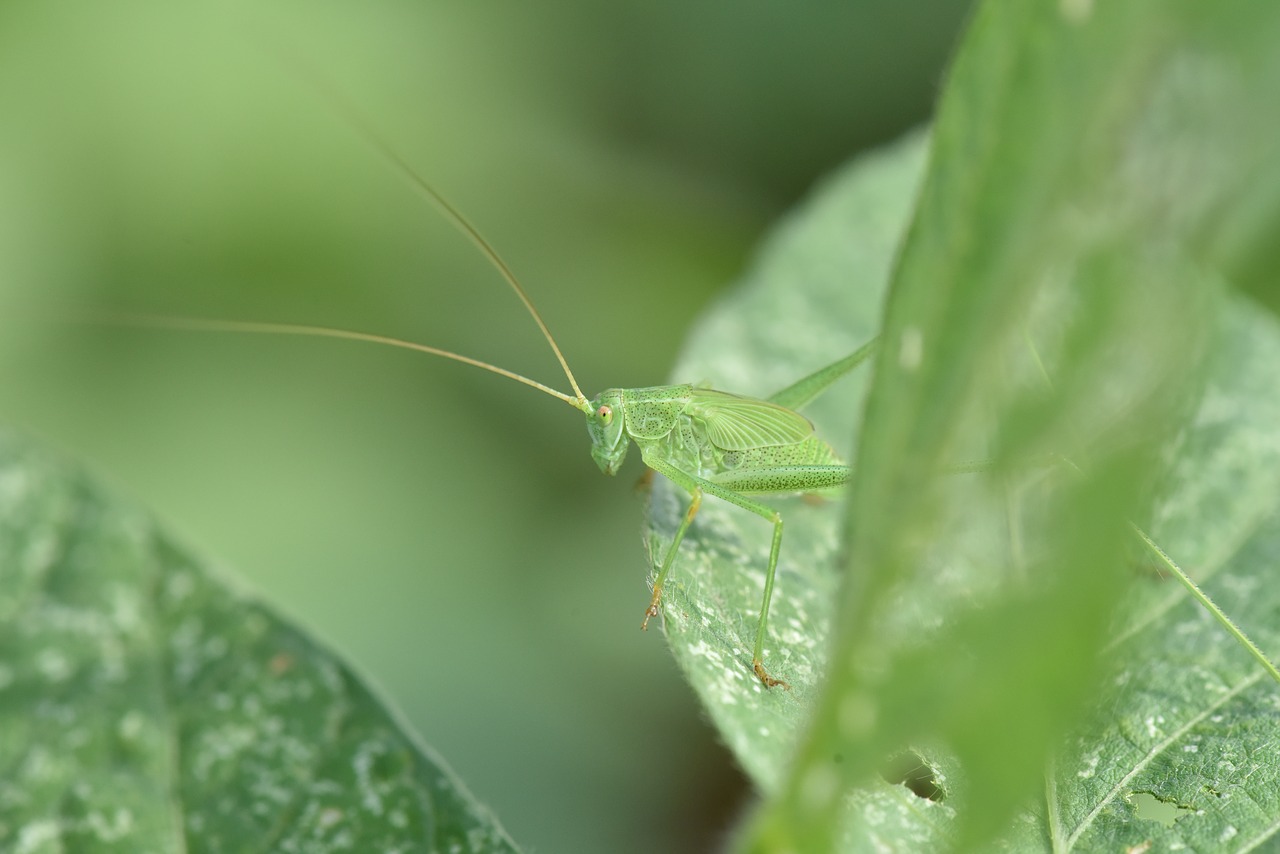 Image - grasshopper green cowpea on