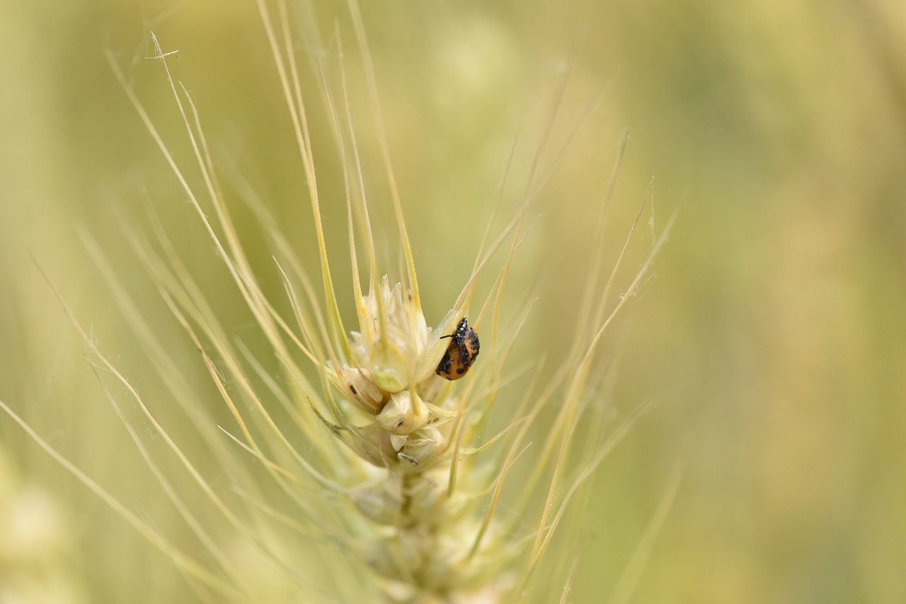 Image - twenty eight star ladybug wheat