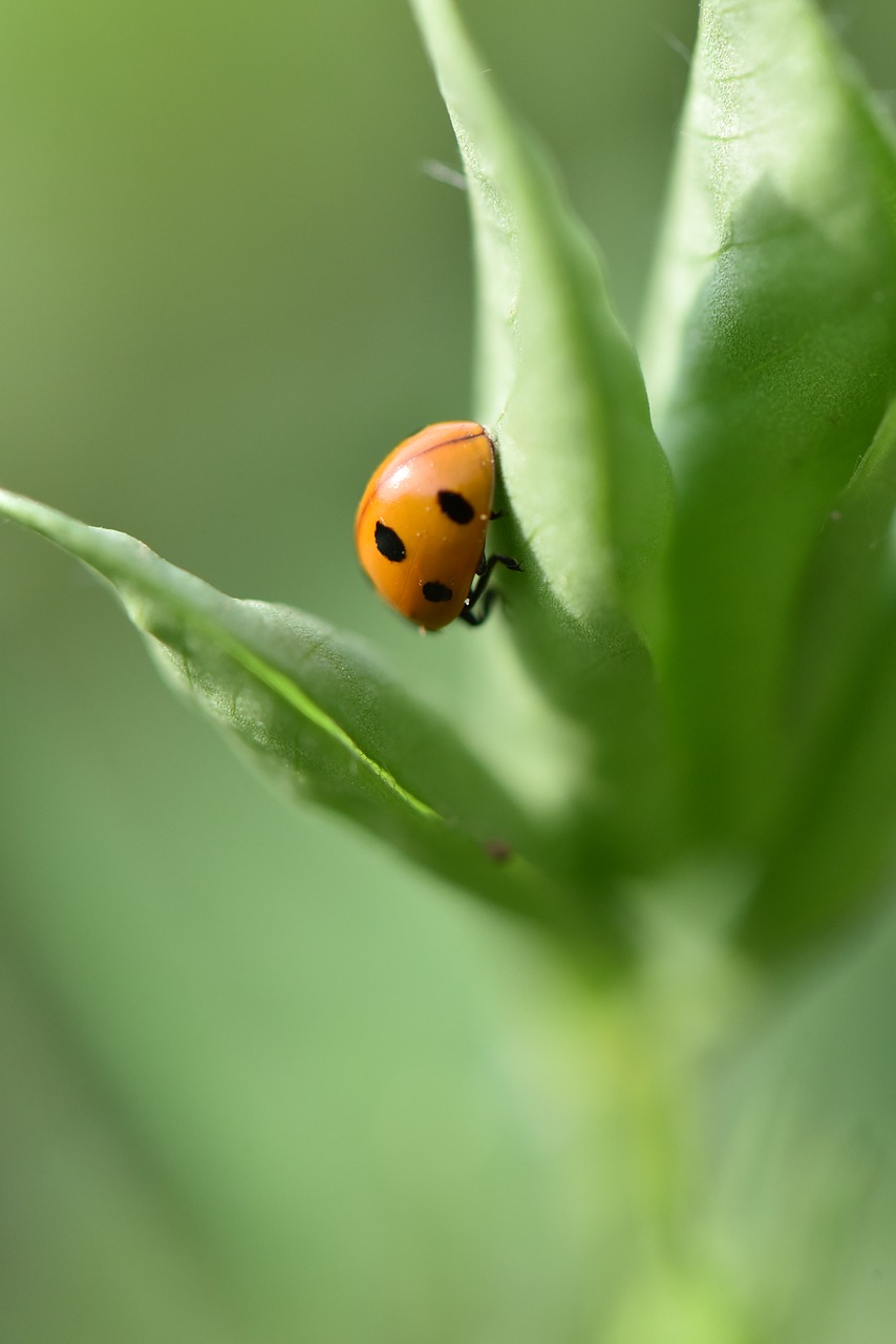 Image - ladybug peanut peanut pests
