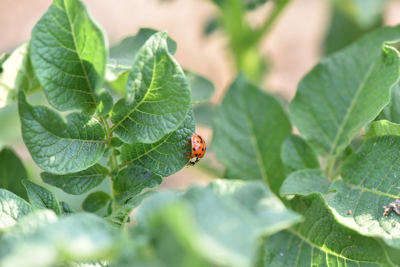 Image - ladybug potato potatoes pest