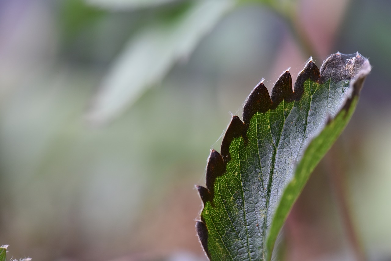 Image - strawberry disease leaf blight