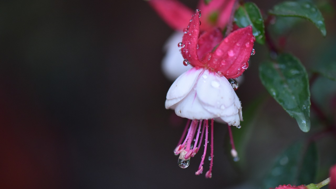 Image - fuchsias pistil white flower