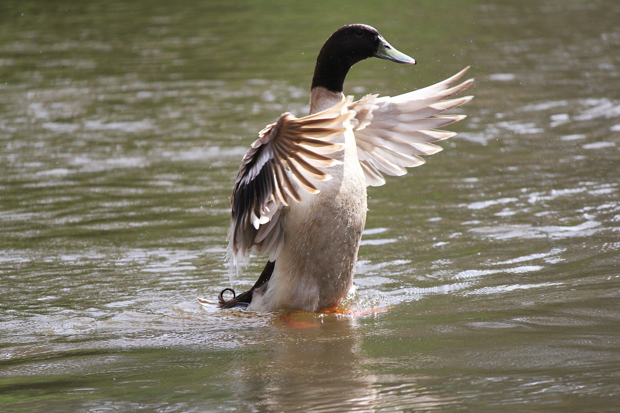 Image - duck wildlife bird water flap