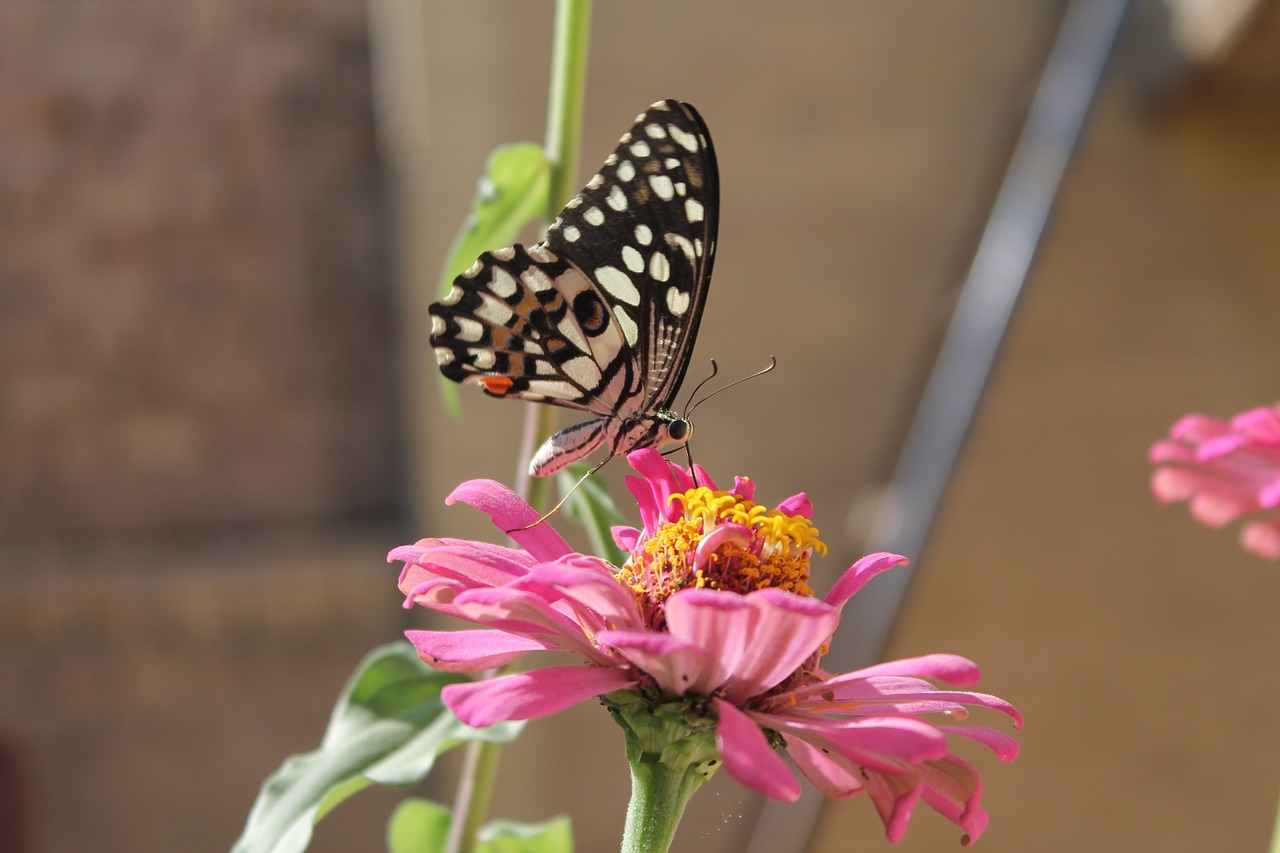 Image - butterfly flower pink