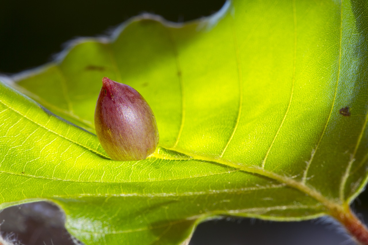 Image - buchengallmücke bile parasite pest