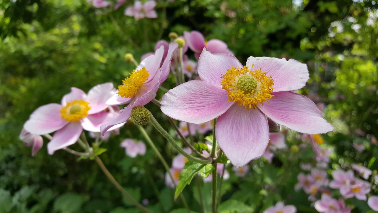 Image - fall anemone shrub blossom bloom