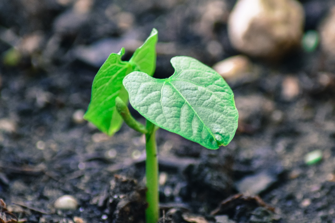 Image - bean plant garden plug green plant