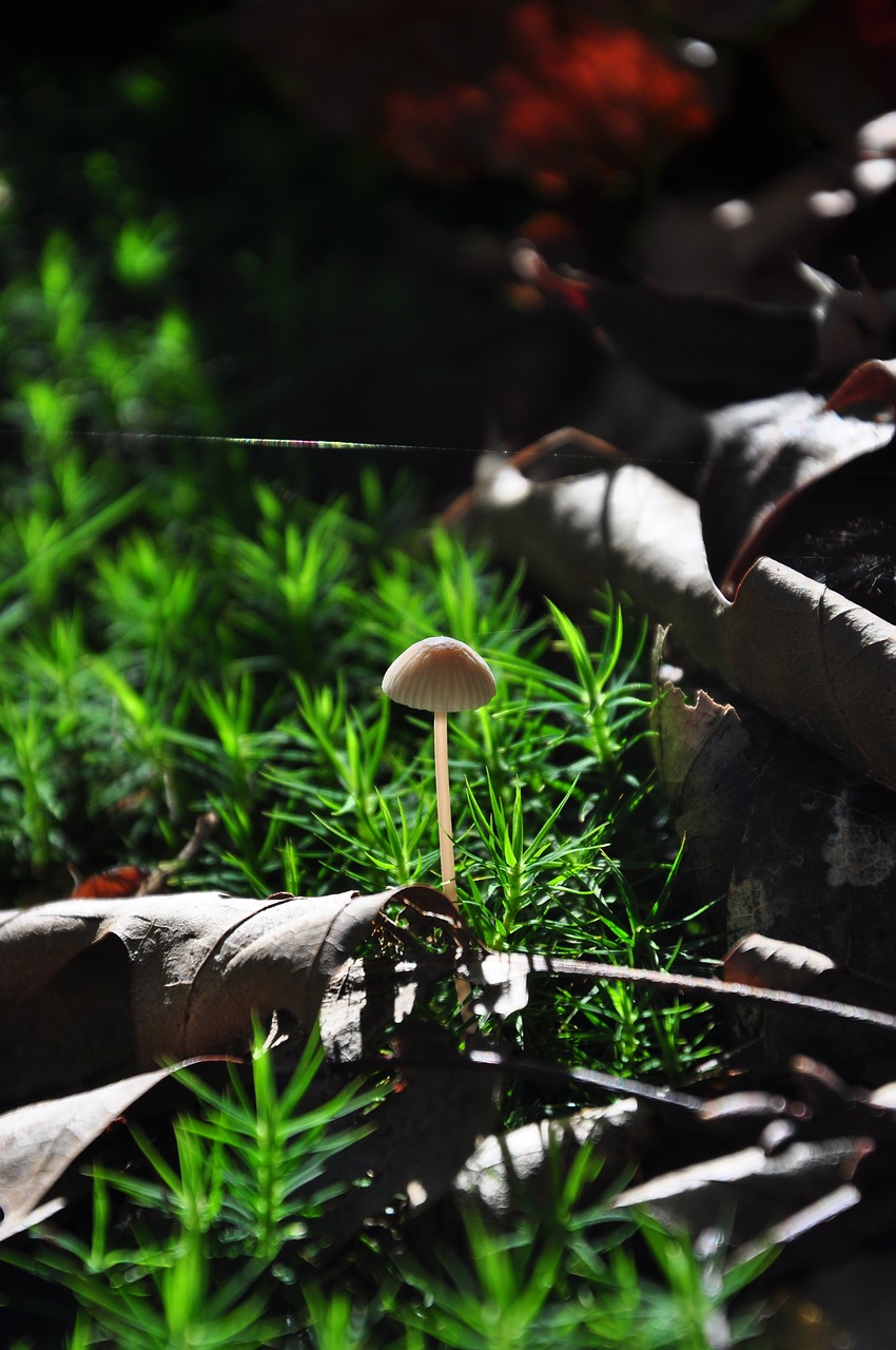 Image - autumn forest path mushroom