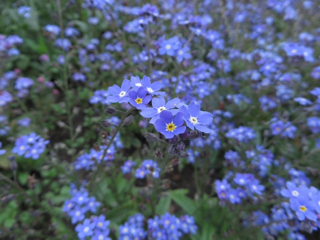 Image - forget mein not plant blue flower