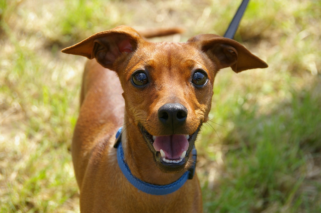 Image - animal portrait dog curious