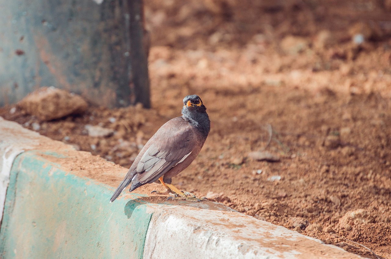 Image - bird botanical garden nature park