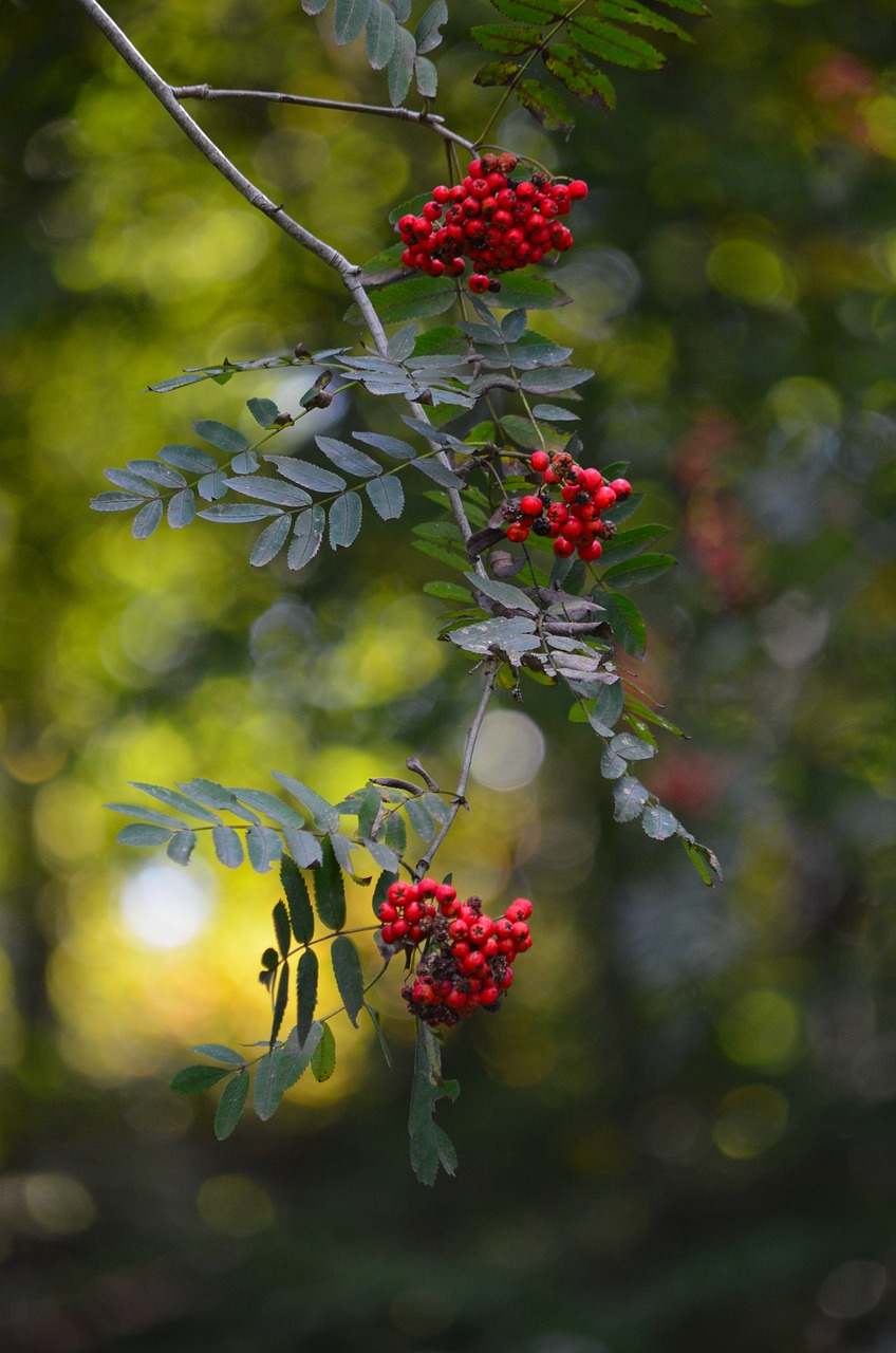 Image - games of light red mountain ash