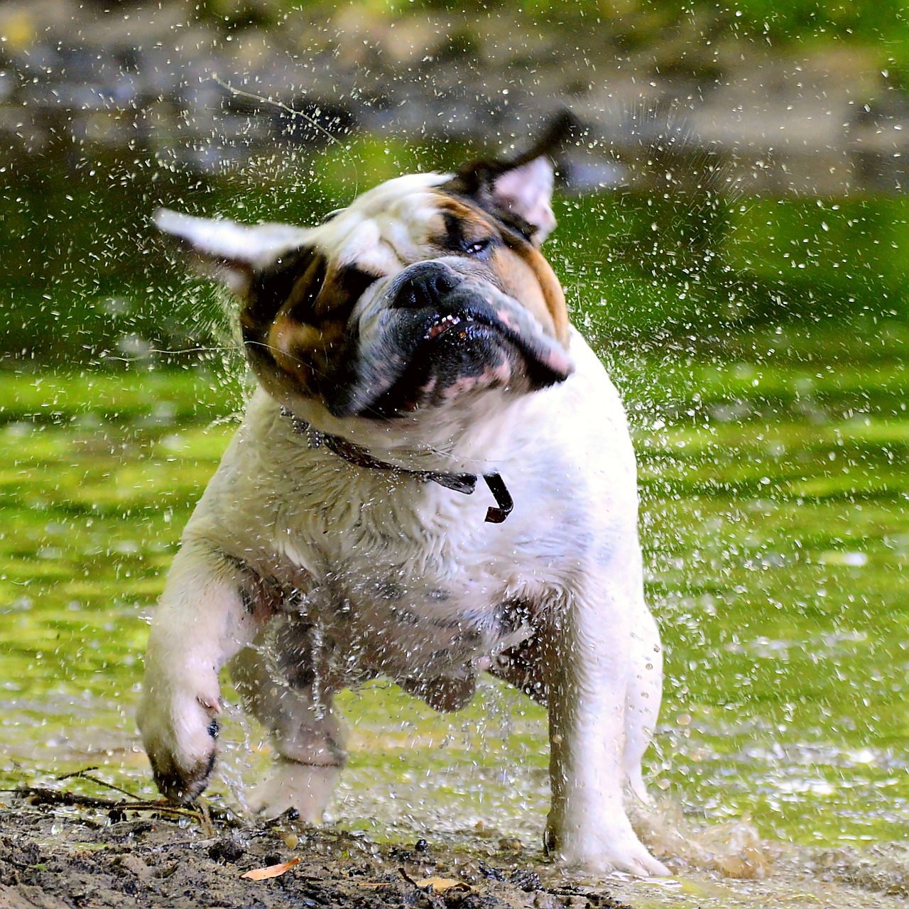 Image - bulldog english people water