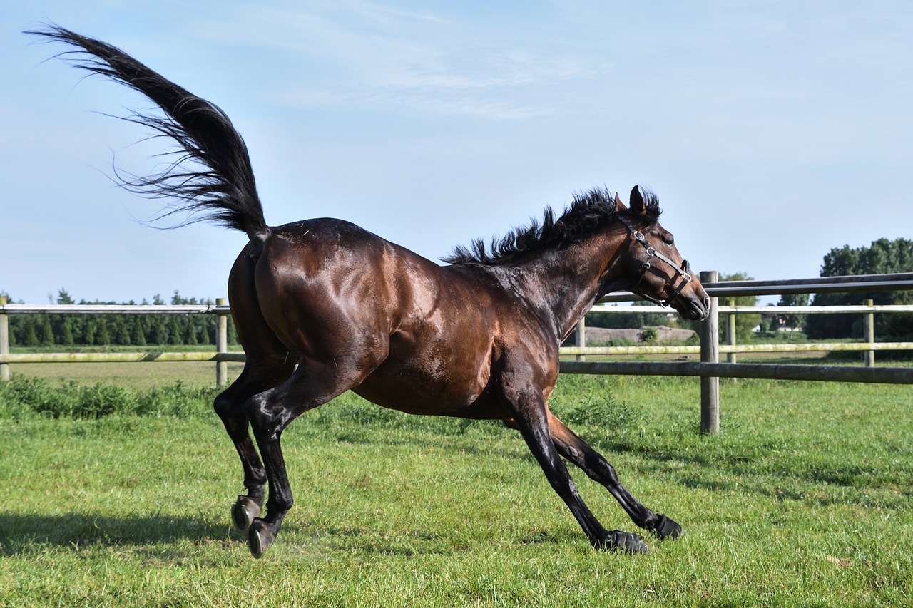 Image - horse grass run play tail