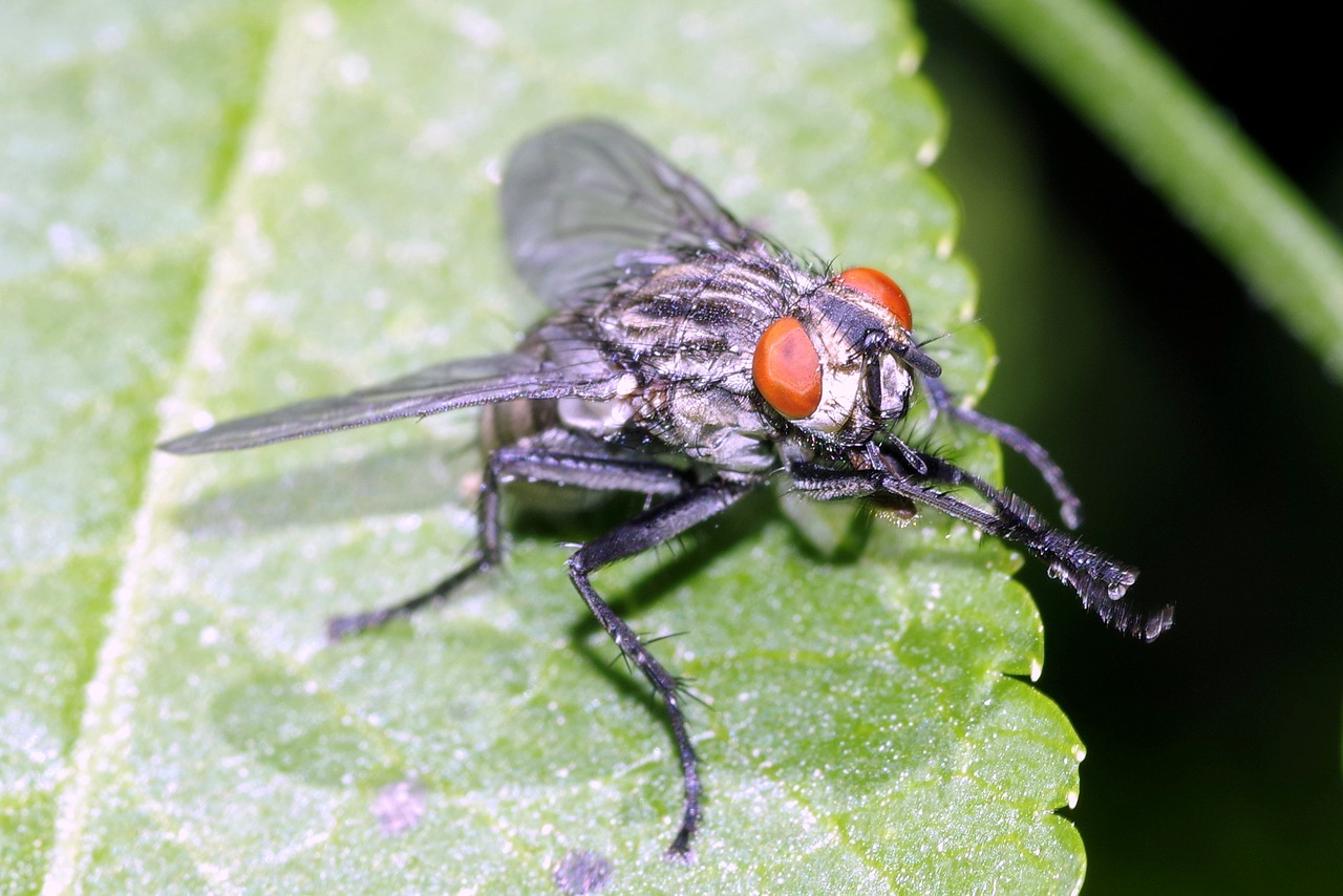 Image - mucha insect macro eyes red