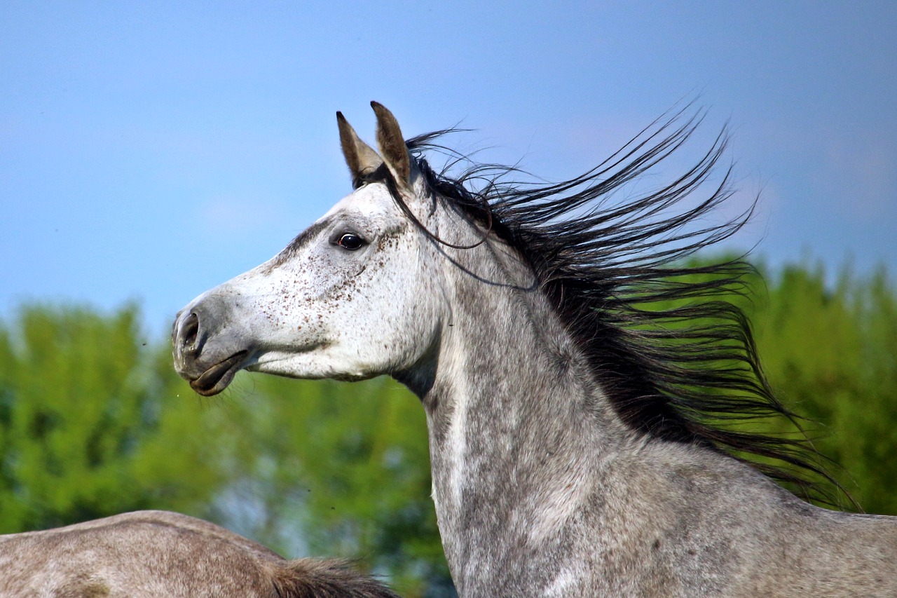 Image - mold horse thoroughbred arabian