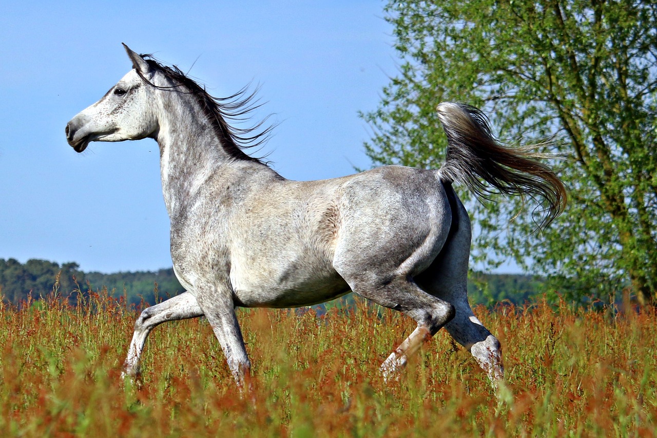 Image - horse mold thoroughbred arabian