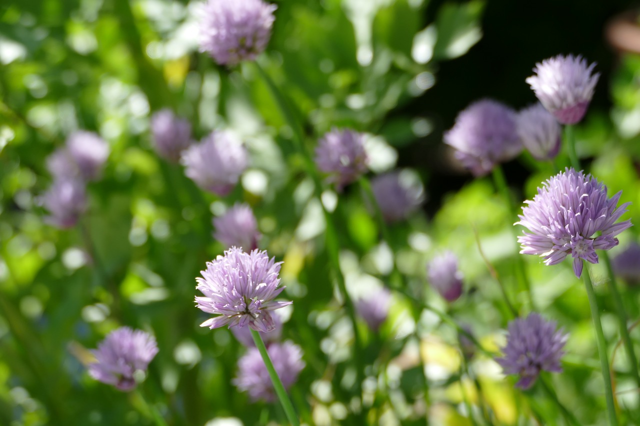 Image - flowers chives nature kitchen spice