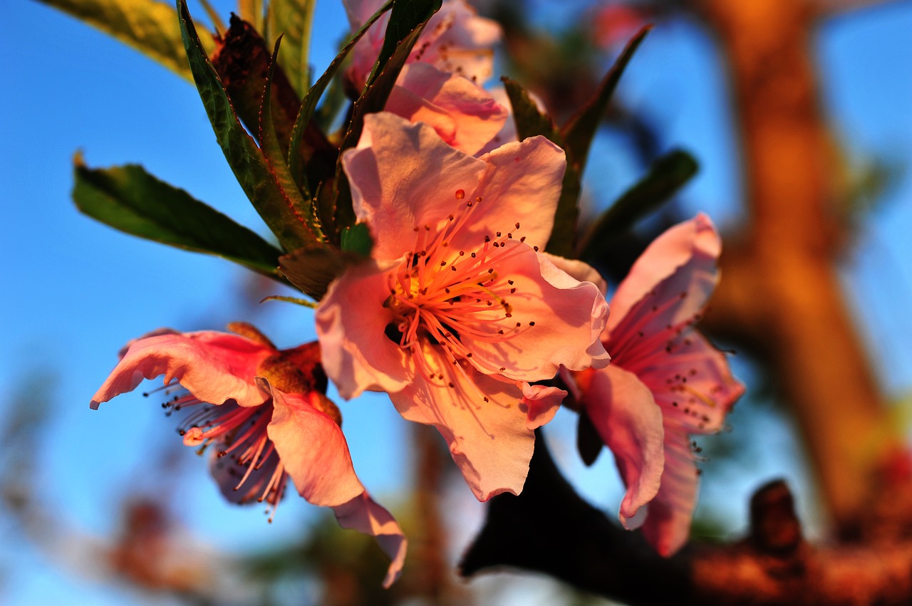 Image - macro bloom spring sunset