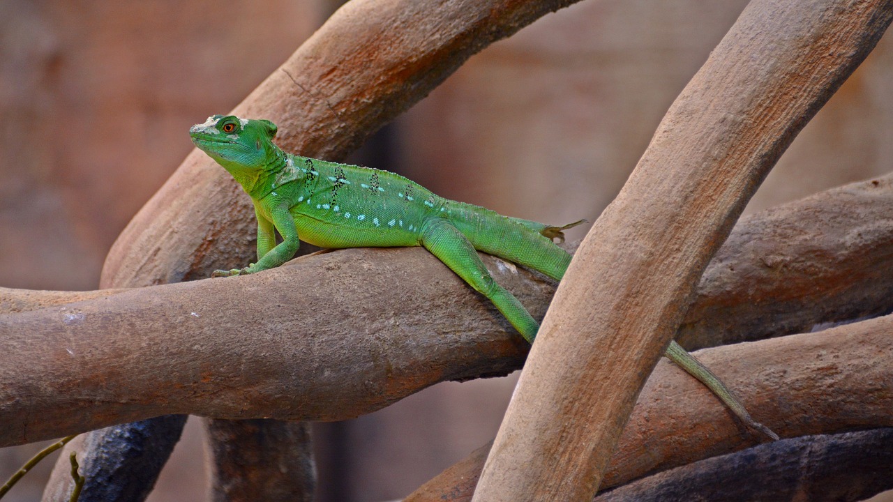 Image - lizard reptile cold blooded animals