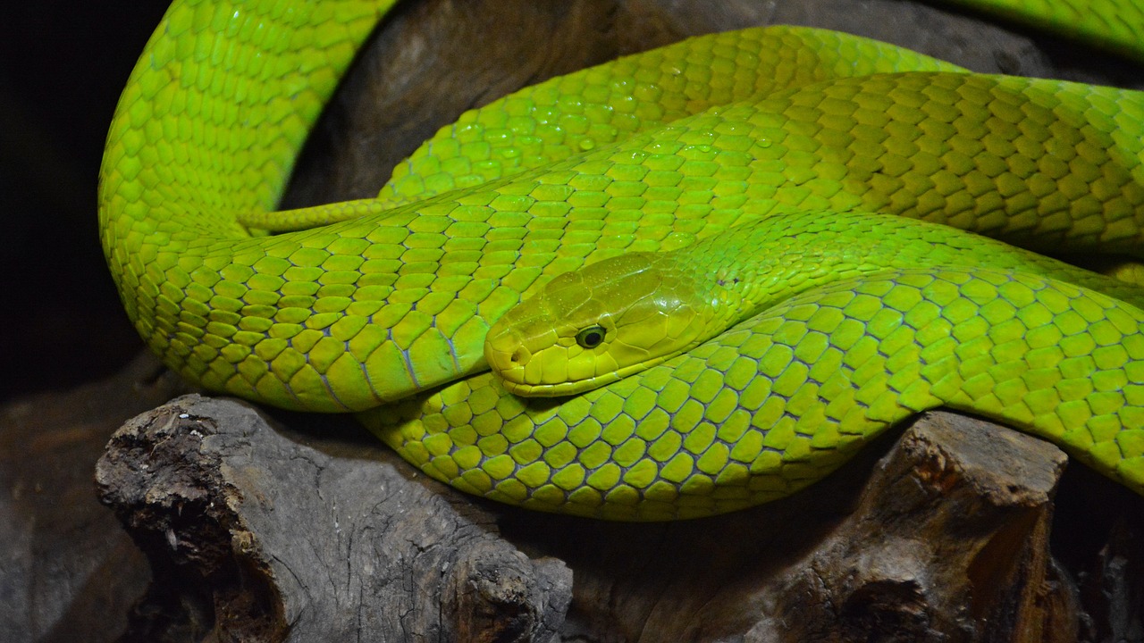 Image - green mamba snake mamba reptile