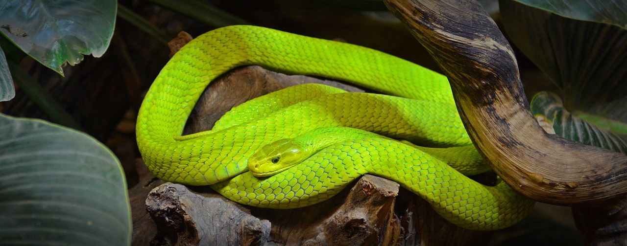 Image - green mamba snake mamba reptile