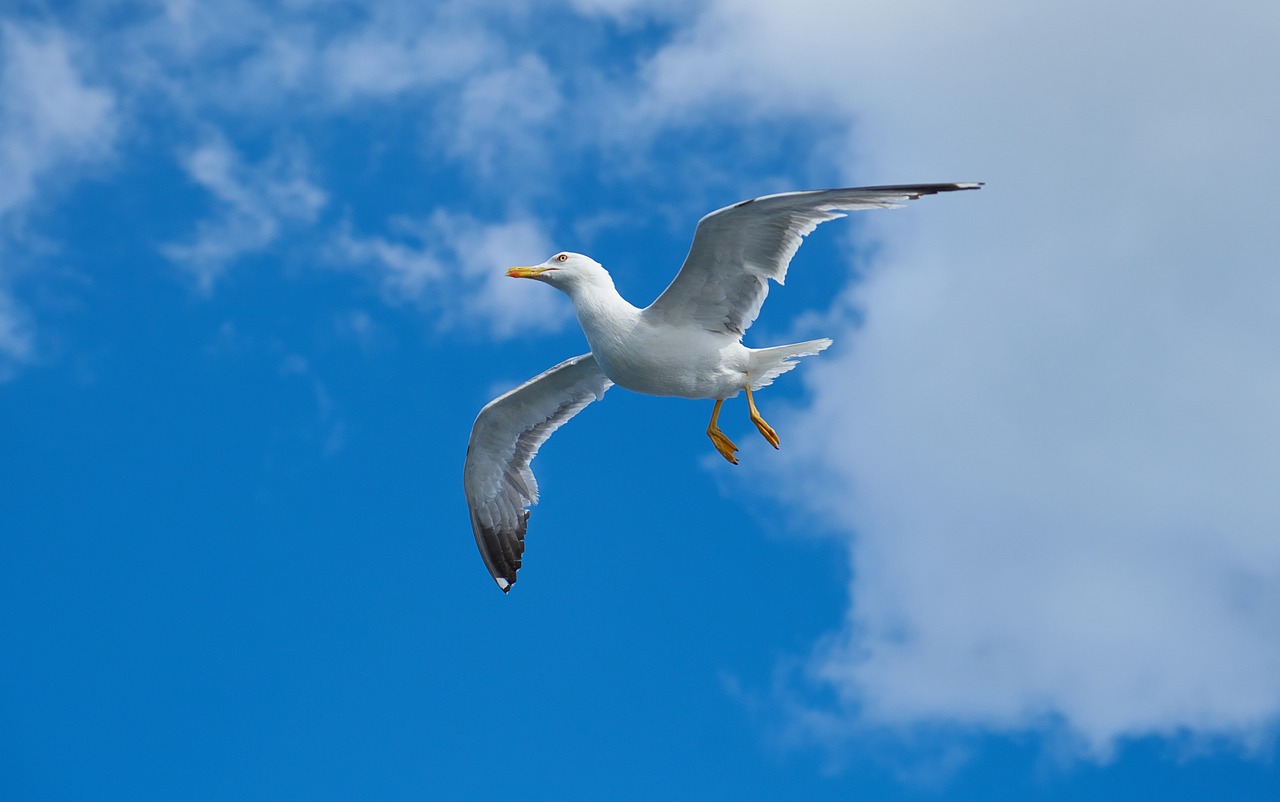 Image - seagull bird wing blue nature