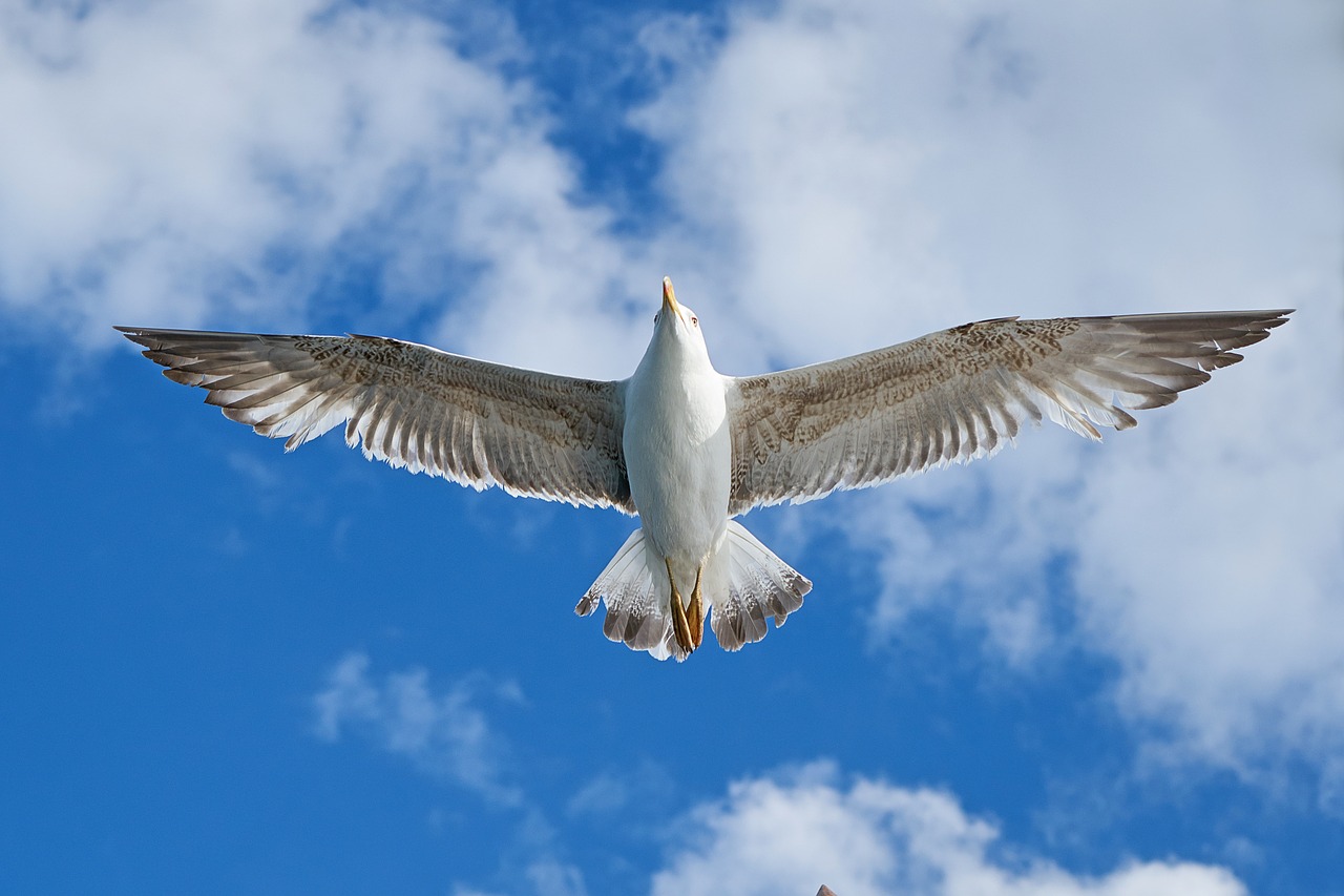 Image - seagull bird wing blue nature